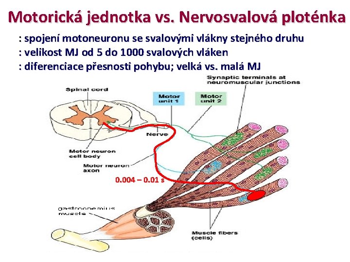 Motorická jednotka vs. Nervosvalová ploténka : spojení motoneuronu se svalovými vlákny stejného druhu :