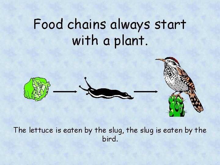Food chains always start with a plant. The lettuce is eaten by the slug,