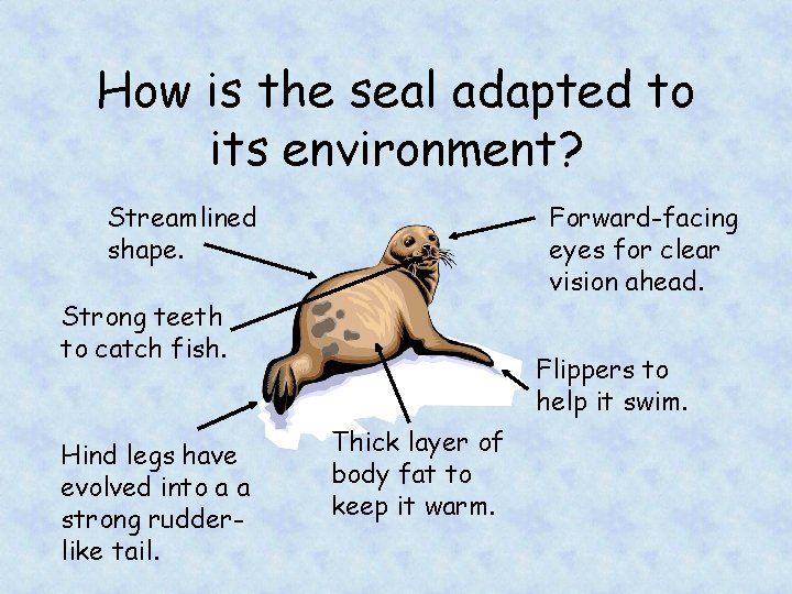 How is the seal adapted to its environment? Streamlined shape. Forward-facing eyes for clear