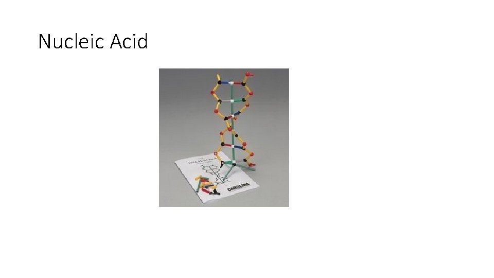 Nucleic Acid 