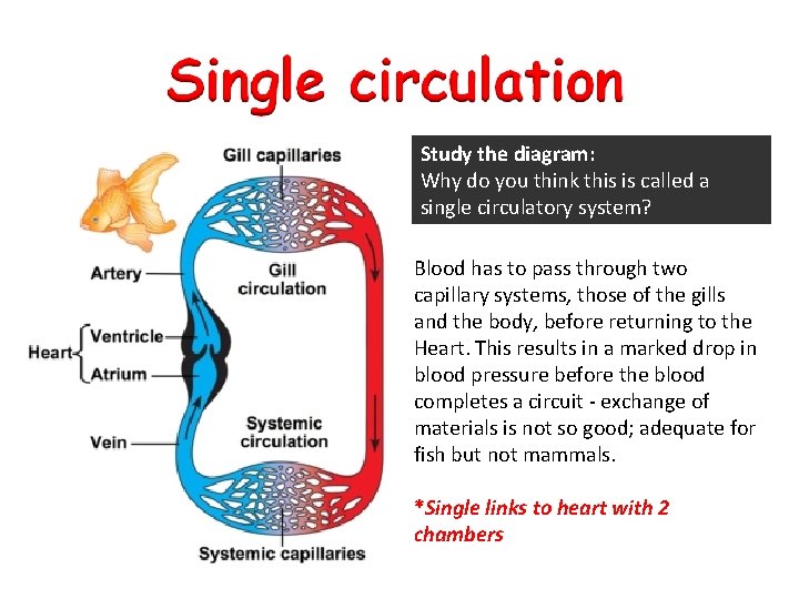 Study the diagram: Why do you think this is called a single circulatory system? Study the diagram: Why do you think this is called a single circulatory system?