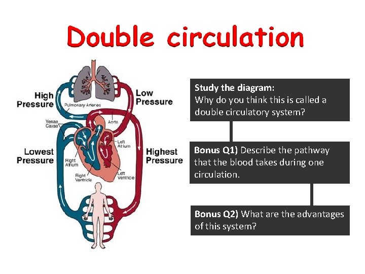 Study the diagram: Why do you think this is called a double circulatory system? Study the diagram: Why do you think this is called a double circulatory system?