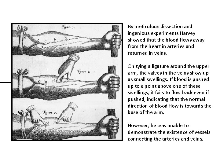By meticulous dissection and ingenious experiments Harvey showed that the blood flows away from By meticulous dissection and ingenious experiments Harvey showed that the blood flows away from