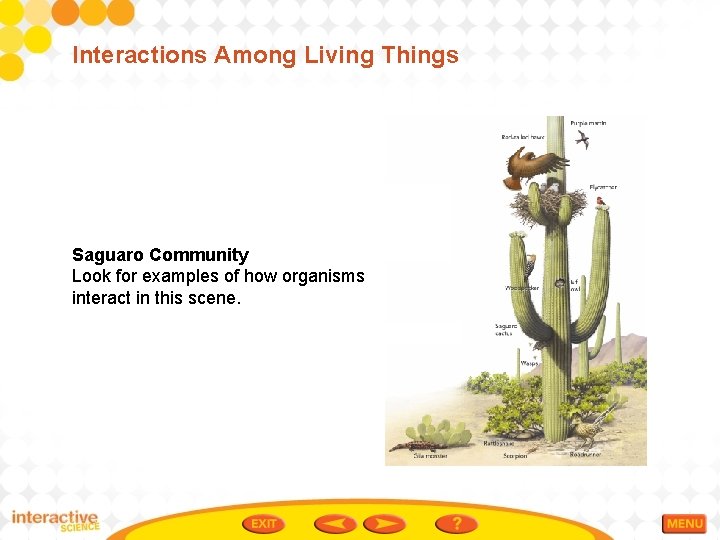 Interactions Among Living Things Saguaro Community Look for examples of how organisms interact in