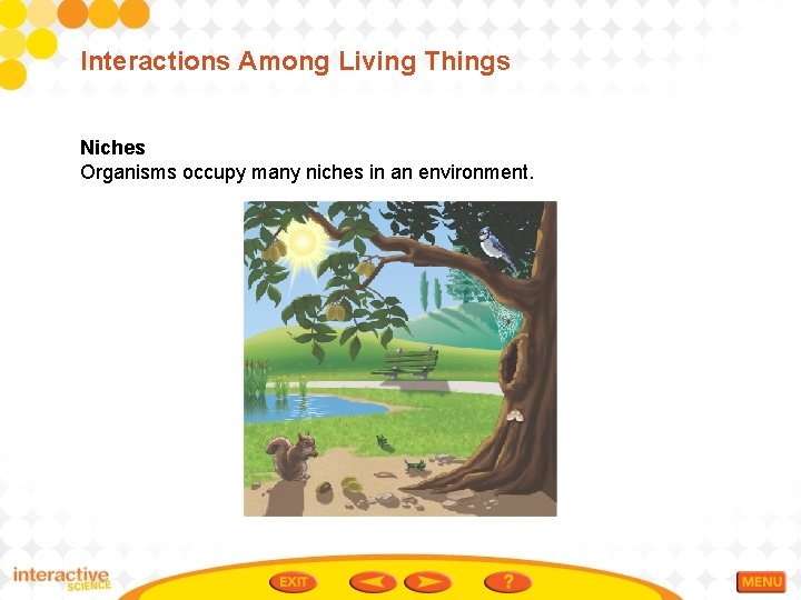 Interactions Among Living Things Niches Organisms occupy many niches in an environment. 