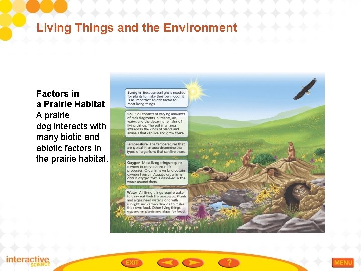 Living Things and the Environment Factors in a Prairie Habitat A prairie dog interacts
