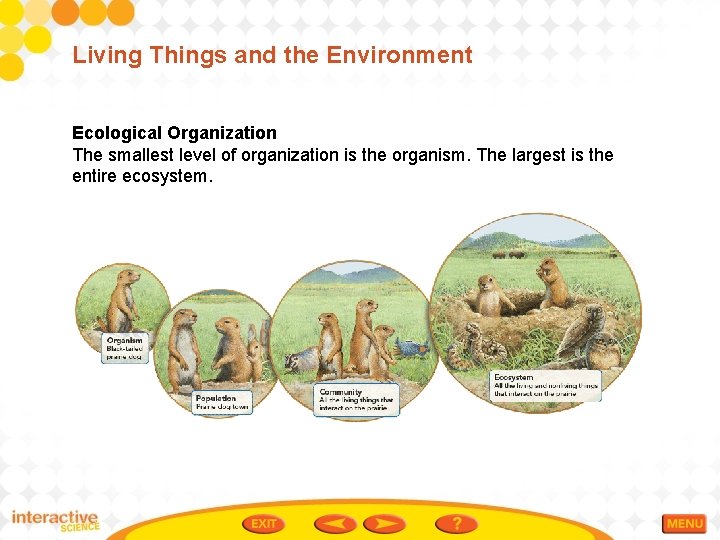 Living Things and the Environment Ecological Organization The smallest level of organization is the