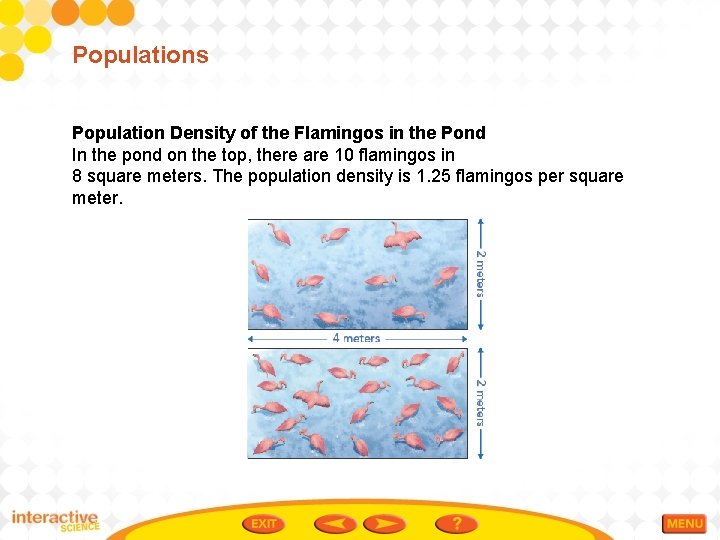 Populations Population Density of the Flamingos in the Pond In the pond on the