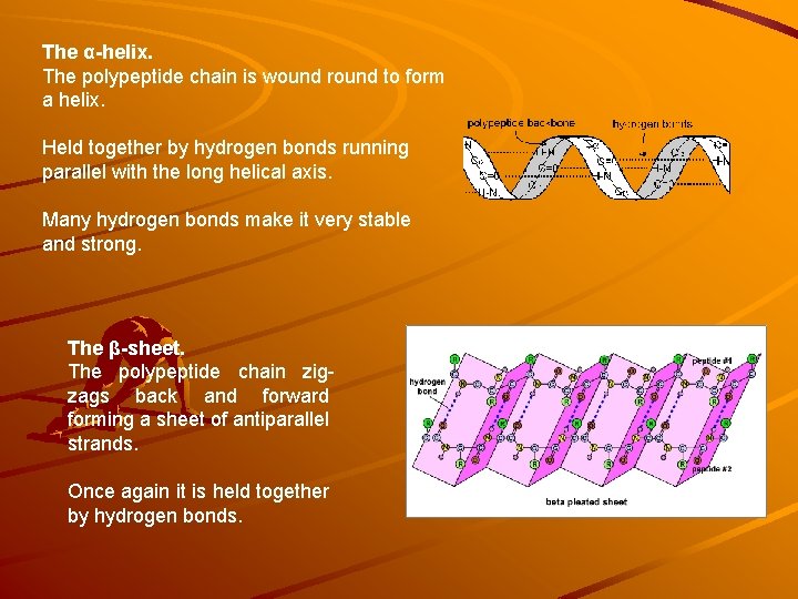 The α-helix. The polypeptide chain is wound round to form a helix. Held together