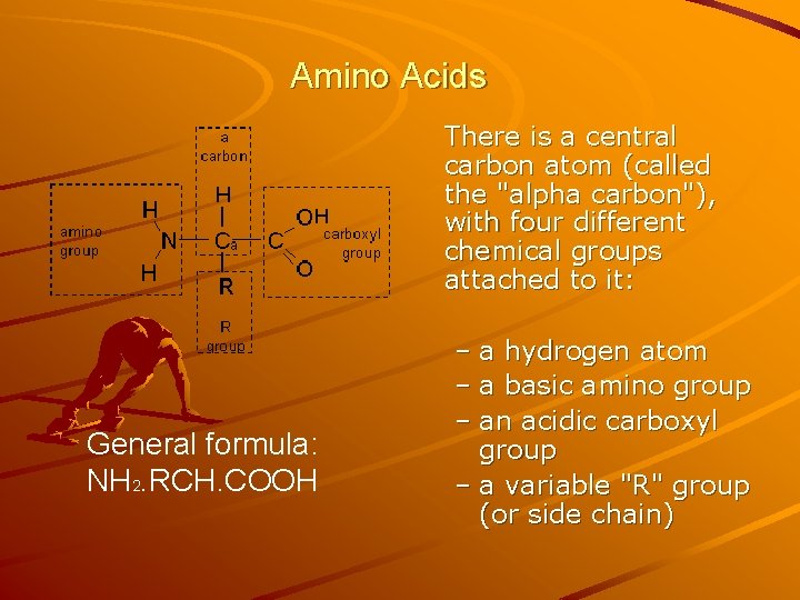 Amino Acids H General formula: NH 2. RCH. COOH There is a central carbon