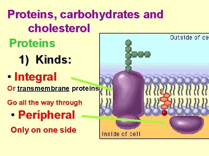 Proteins, carbohydrates and cholesterol Proteins 1) Kinds: • Integral Or transmembrane proteins Go all