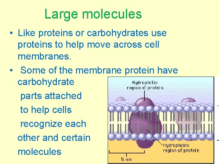Large molecules • Like proteins or carbohydrates use proteins to help move across cell