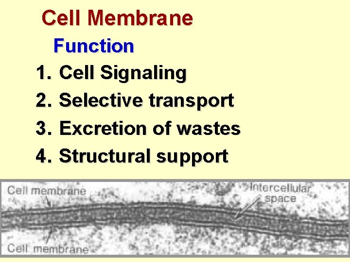 Cell Membrane Function 1. Cell Signaling 2. Selective transport 3. Excretion of wastes 4.