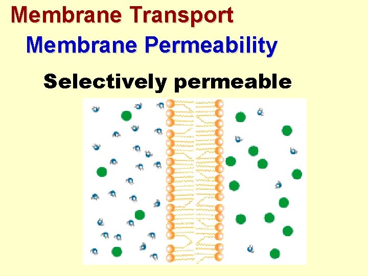 Membrane Transport Membrane Permeability Selectively permeable 