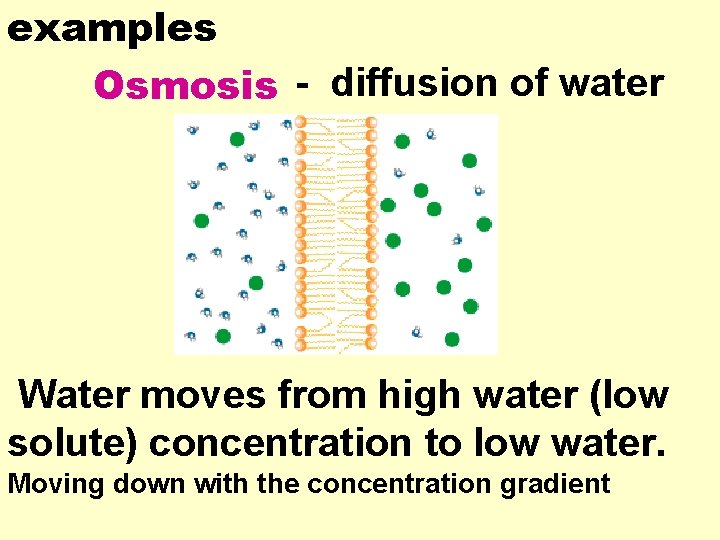 examples Osmosis - diffusion of water Water moves from high water (low solute) concentration