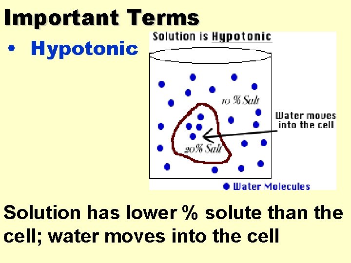 Important Terms • Hypotonic Solution has lower % solute than the cell; water moves