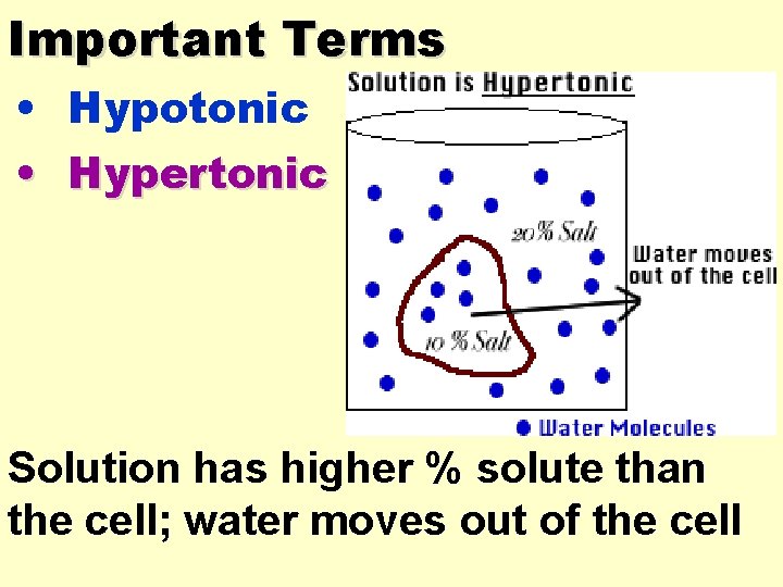 Important Terms • Hypotonic • Hypertonic Solution has higher % solute than the cell;