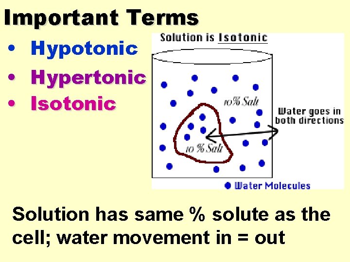 Important Terms • • • Hypotonic Hypertonic Isotonic Solution has same % solute as