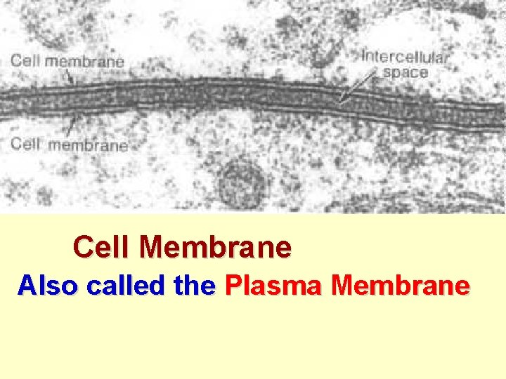 Cell Membrane Also called the Plasma Membrane 