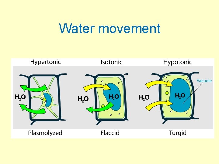 Water movement 