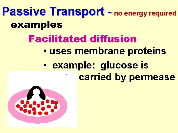 Passive Transport - no energy required examples Facilitated diffusion • uses membrane proteins •