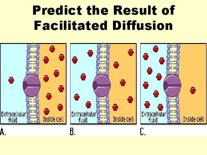 Predict the Result of Facilitated Diffusion 