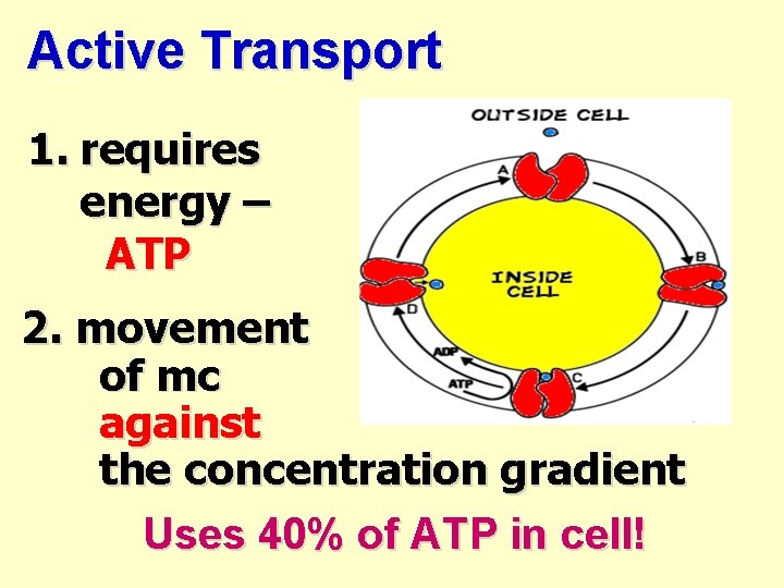 Active Transport 1. requires energy – ATP 2. movement of mc against the concentration