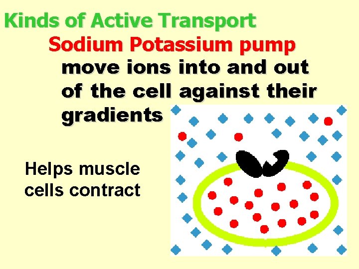 Kinds of Active Transport Sodium Potassium pump move ions into and out of the