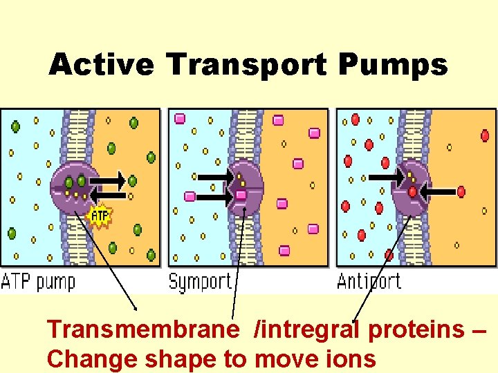 Active Transport Pumps Transmembrane /intregral proteins – Change shape to move ions 