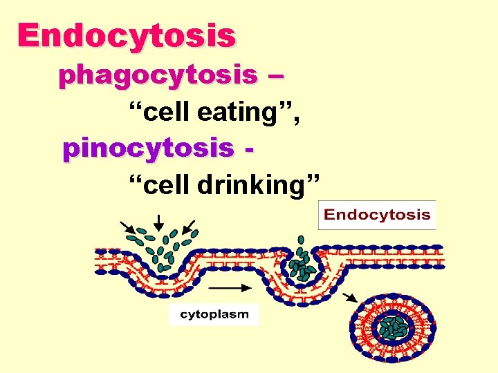 Endocytosis phagocytosis – “cell eating”, pinocytosis “cell drinking” 