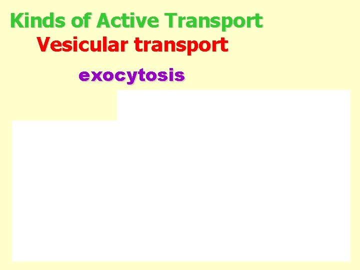 Kinds of Active Transport Vesicular transport exocytosis 