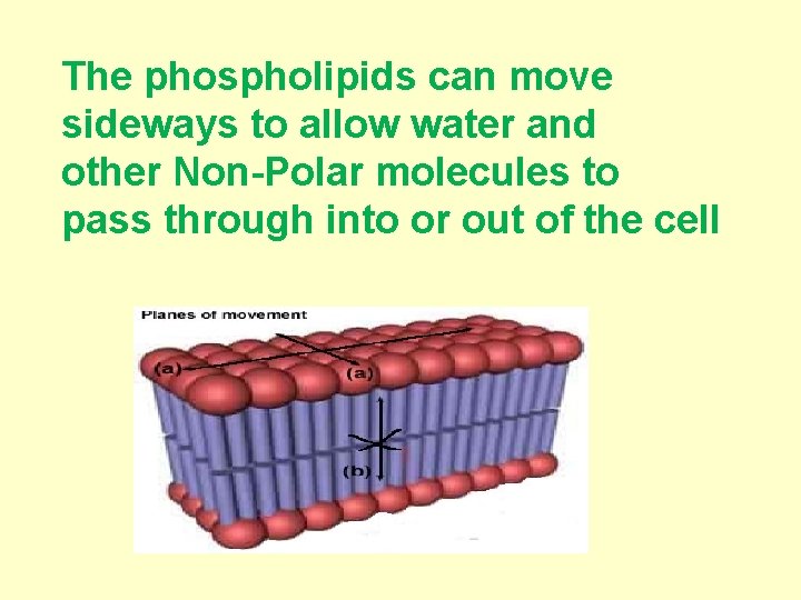 The phospholipids can move sideways to allow water and other Non-Polar molecules to pass
