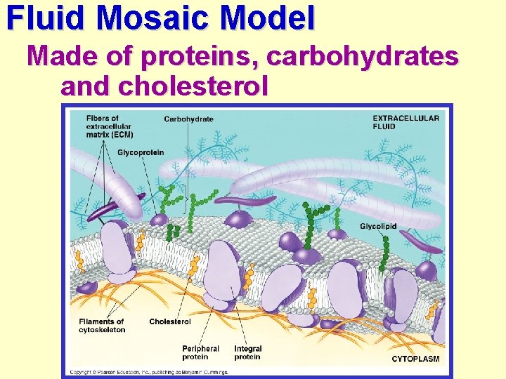 Fluid Mosaic Model Made of proteins, carbohydrates and cholesterol 