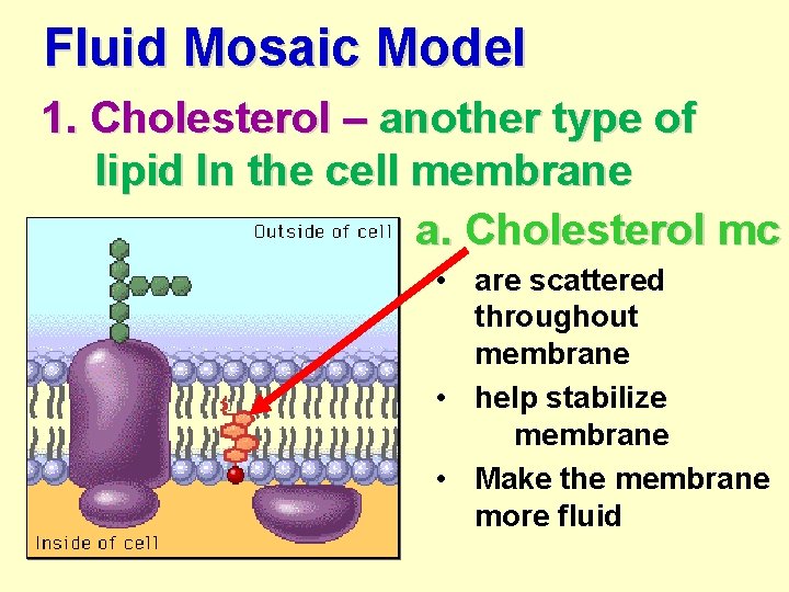 Fluid Mosaic Model 1. Cholesterol – another type of lipid In the cell membrane