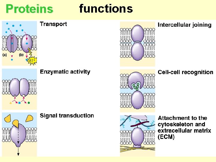 Proteins functions 