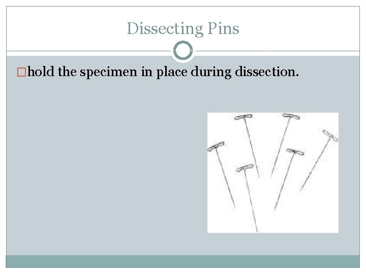 Dissecting Pins �hold the specimen in place during dissection. 