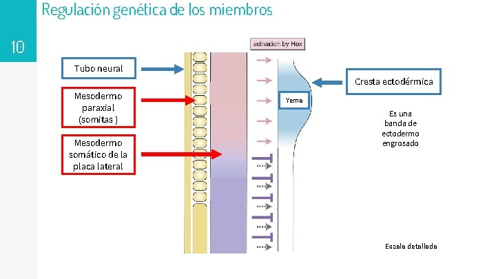 Regulación genética de los miembros Tubo neural 10 Tubo neural Cresta ectodérmica Mesodermo paraxial
