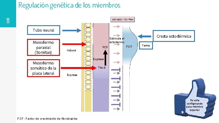 Regulación genética de los miembros Tubo neural 11 Tubo neural Mesodermo paraxial (Somitas) Mesodermo