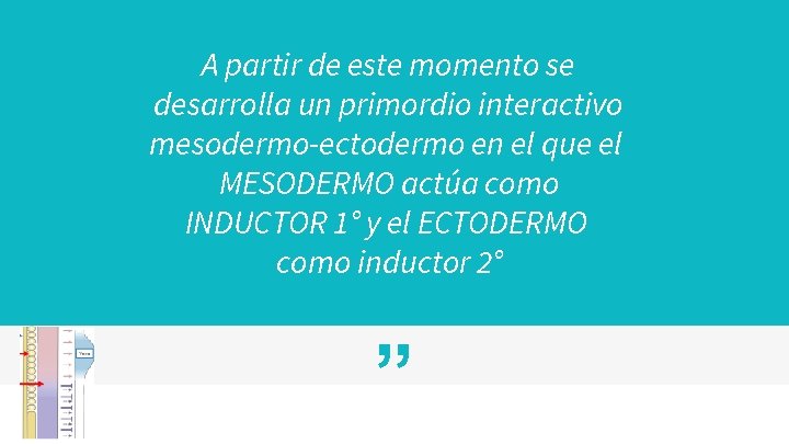 A partir de este momento se desarrolla un primordio interactivo mesodermo-ectodermo en el que