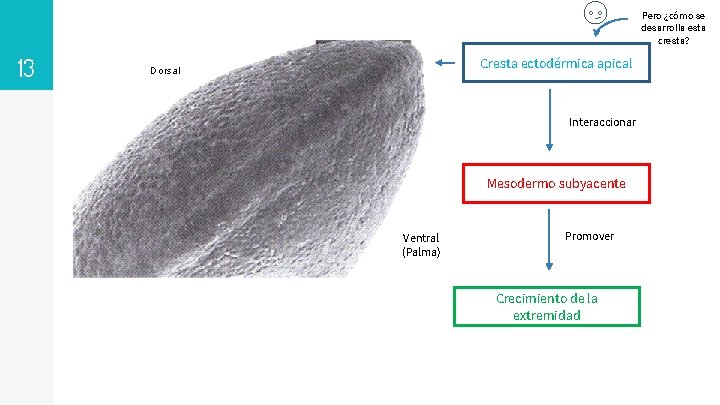 Pero ¿cómo se desarrolla esta cresta? 13 Cresta ectodérmica apical Dorsal Interaccionar Mesodermo subyacente