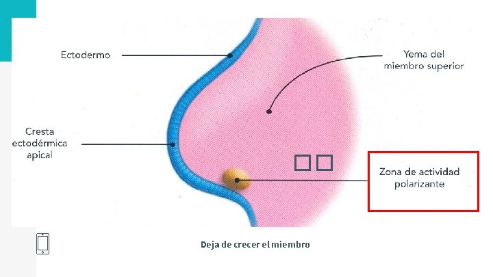 15 �� Deja de crecer el miembro 