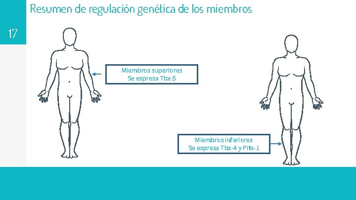 Resumen de regulación genética de los miembros 17 Miembros superiores Se expresa Tbx-5 Miembros