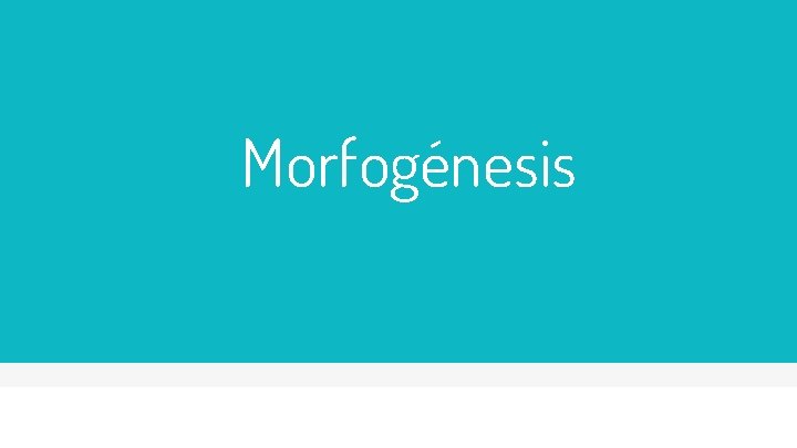 Morfogénesis 