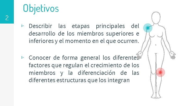 2 Objetivos ▹ Describir las etapas principales del desarrollo de los miembros superiores e