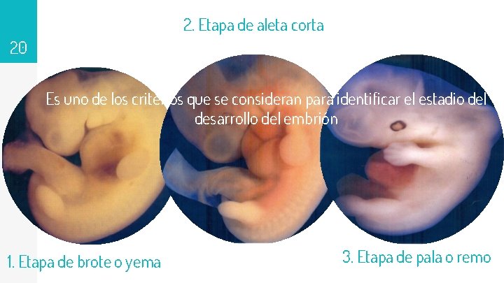 2. Etapa de aleta corta 20 Es uno de los criterios que se consideran