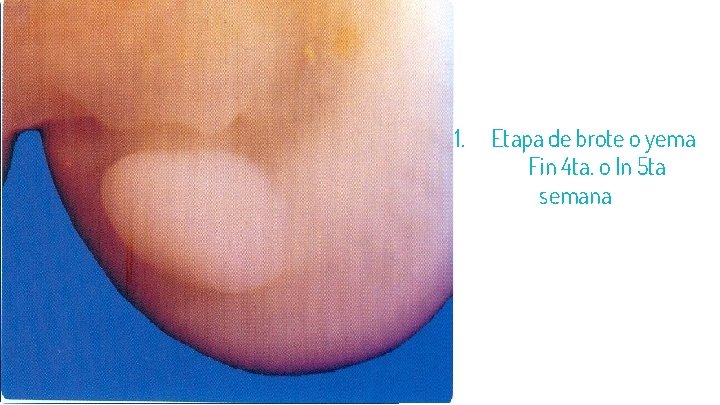 21 1. Etapa de brote o yema Fin 4 ta. o In 5 ta