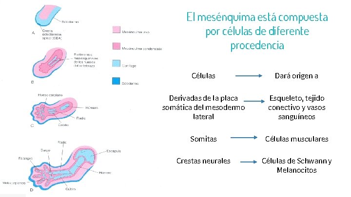 23 El mesénquima está compuesta por células de diferente procedencia Células Dará origen a