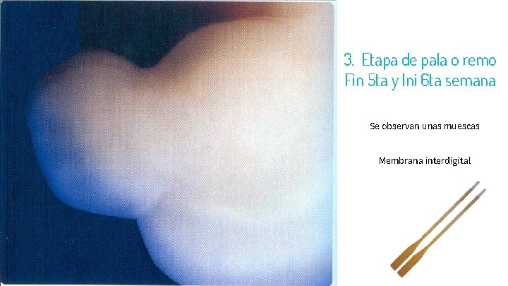 24 3. Etapa de pala o remo Fin 5 ta y Ini 6 ta