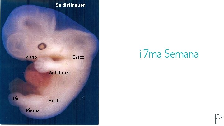 Se distinguen 25 Mano Brazo Antebrazo Pie Muslo Pierna i 7 ma Semana 