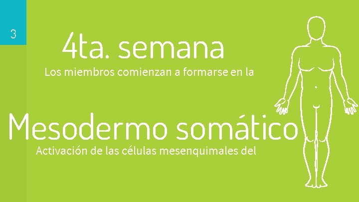 3 4 ta. semana Los miembros comienzan a formarse en la Mesodermo somático Activación